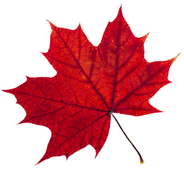 Background image of a red leaf
